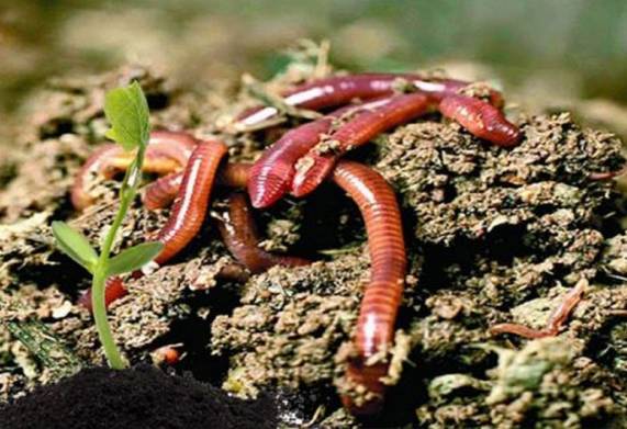 Trùn quế là gì? Nguồn gốc và những đặc tính sinh học của trùn quế