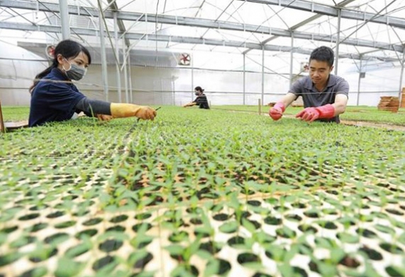 Gỡ khó để phát triển hợp tác xã