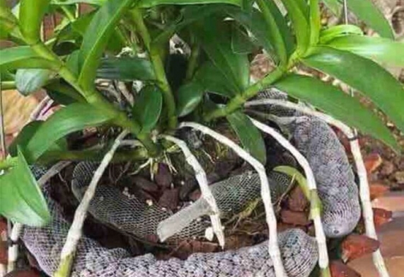 Túi lưới đựng phân bón cho lan: công dụng, chất liệu, cấu tạo và cách sử dụng