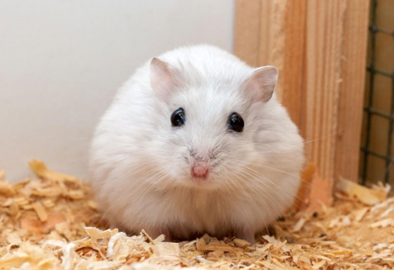 Tuổi thọ của chuột hamster kéo dài bao lâu? 