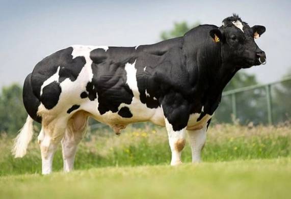 Tỷ lệ thịt xẻ của bò 3B cao không? Chất lượng như thế nào?