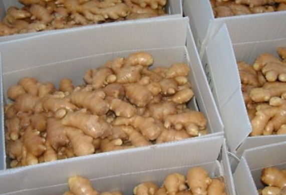 Cơ hội xuất khẩu gừng tươi sang thị trường Yemen