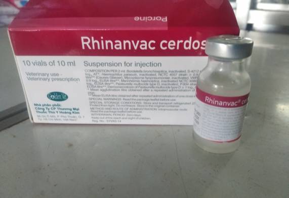 Tìm hiểu vắc xin viêm phổi cho heo Rhinanvac Cerdos 