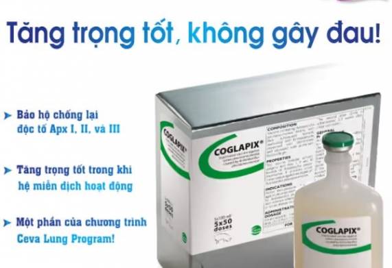 Phòng bệnh nhờ vắc xin viêm phổi cho heo con