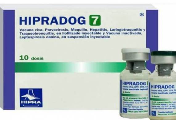 Vaccine 7 bệnh cho chó phòng những bệnh gì? Có đắt không?