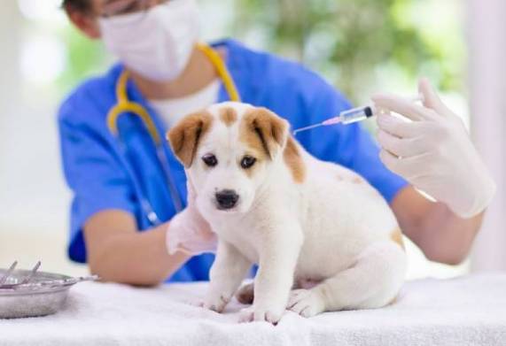 Tất tần tật các loại vắc xin cho chó con và chi tiết lịch tiêm phòng?