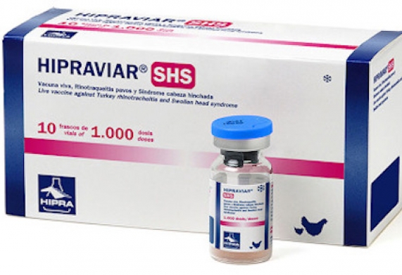 Vacxin apv cho gà - thành phần, công dụng và cách sử dụng