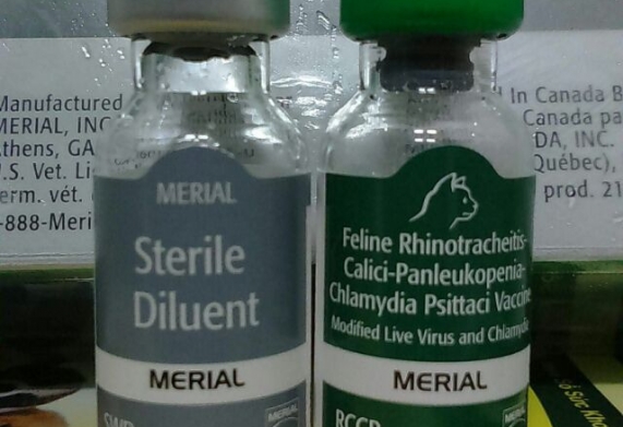 Vắc xin phòng 4 bệnh cho mèo