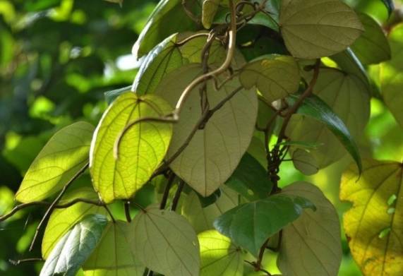 Cây vàng đắng - Vị thuốc dân gian quý cho mọi nhà 