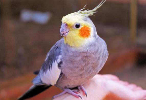 Nguồn gốc, đặc điểm hình dáng, tính cách của vẹt cockatiel lutino