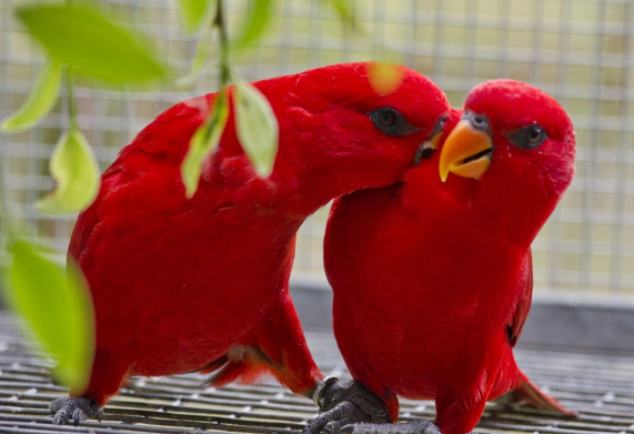 Vẹt Lory Đỏ: Tìm hiểu nguồn gốc, đặc điểm sinh học, môi trường sống 