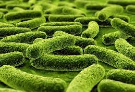 Vi khuẩn axit lactic (Lactobacillus fermentum) - Đệm lót sinh học trong chăn nuôi lợn gà