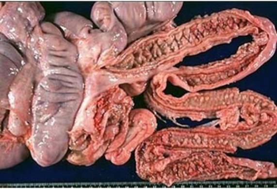 Viêm hồi tràng trên heo làm giảm thể trạng chuồng trại