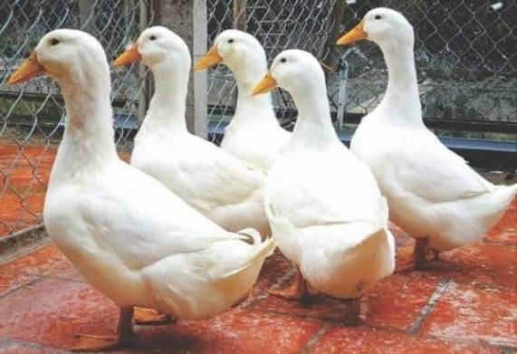 Vịt giống siêu nạc - sự lựa chọn hàng đầu trong chăn nuôi