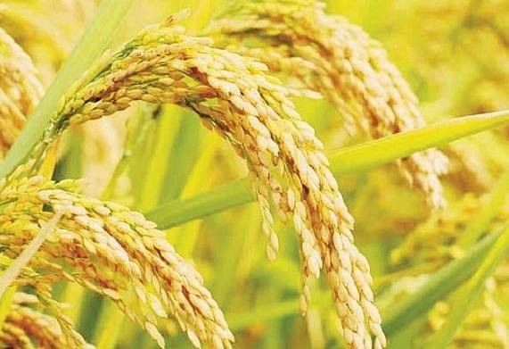 Vụ lúa Hè Thu tại Đồng bằng sông cửu long bước vào mùa thu hoạch từ tháng 6