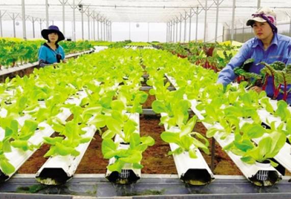 Các bước chuẩn bị để xây dựng mô hình trồng rau sạch đạt hiệu quả cao
