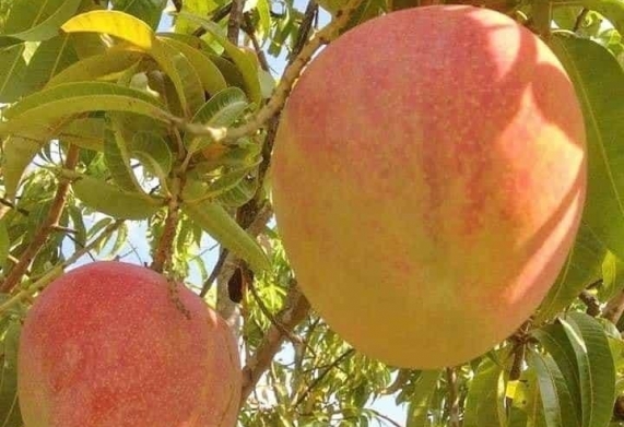 Cơ hội xuất khẩu xoài tươi sang thị trường Hàn Quốc