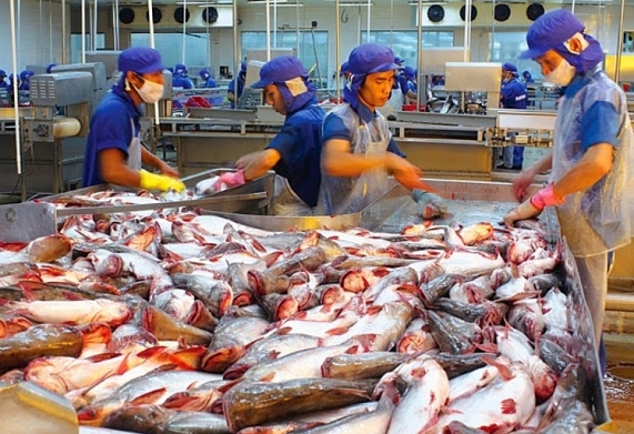 Tín hiệu trái chiều từ các thị trường nhập khẩu cá tra truyền thống