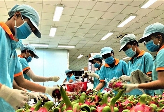 Doanh nghiệp xuất khẩu nông sản vẫn lúng túng trước loạt quy định mới của Trung Quốc