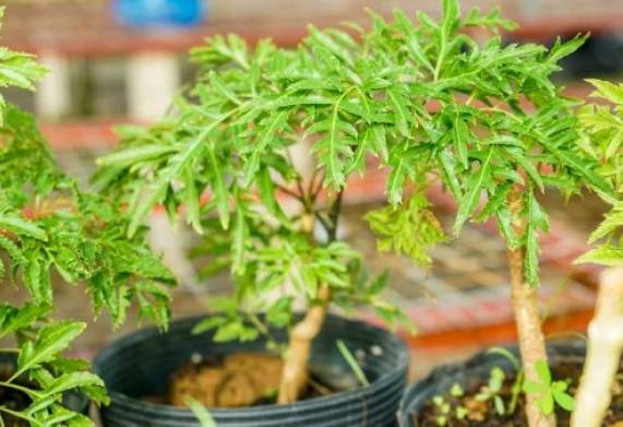 Đinh lăng có mấy loại, loại nào tốt nhất cho sức khỏe? 