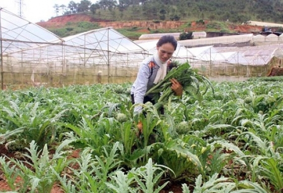 2 ý tưởng khởi nghiệp từ nông nghiệp mang lại hiệu quả kinh tế cao