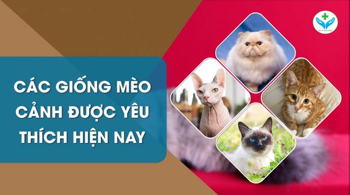 Các giống mèo cảnh được yêu thích hiện nay