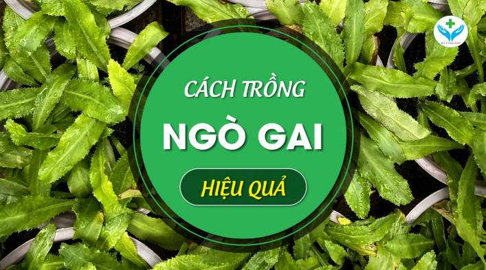 Cách trồng ngò gai hiệu quả