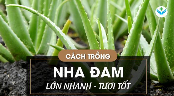 Cách trồng nha đam lớn nhanh tươi tốt