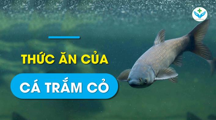 Thức ăn của cá trắm cỏ