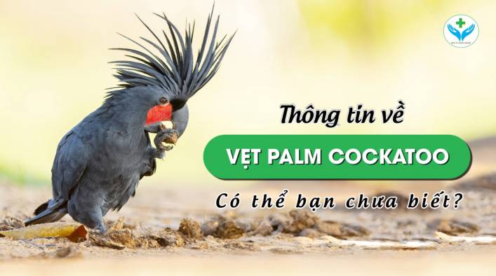 Thông tin về vẹt Palm Cockatoo có thể bạn chưa biết?